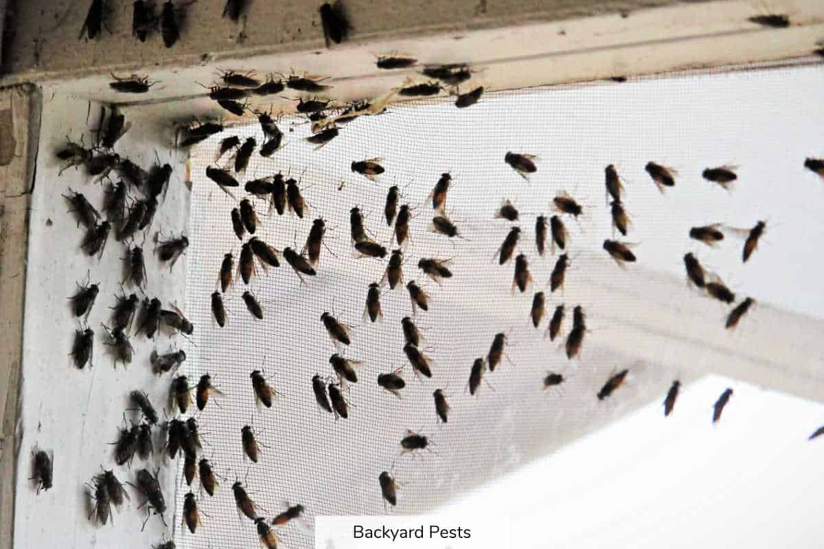 Where Flies Go In Winter Do They Hibernate Or Die? Backyard Pests