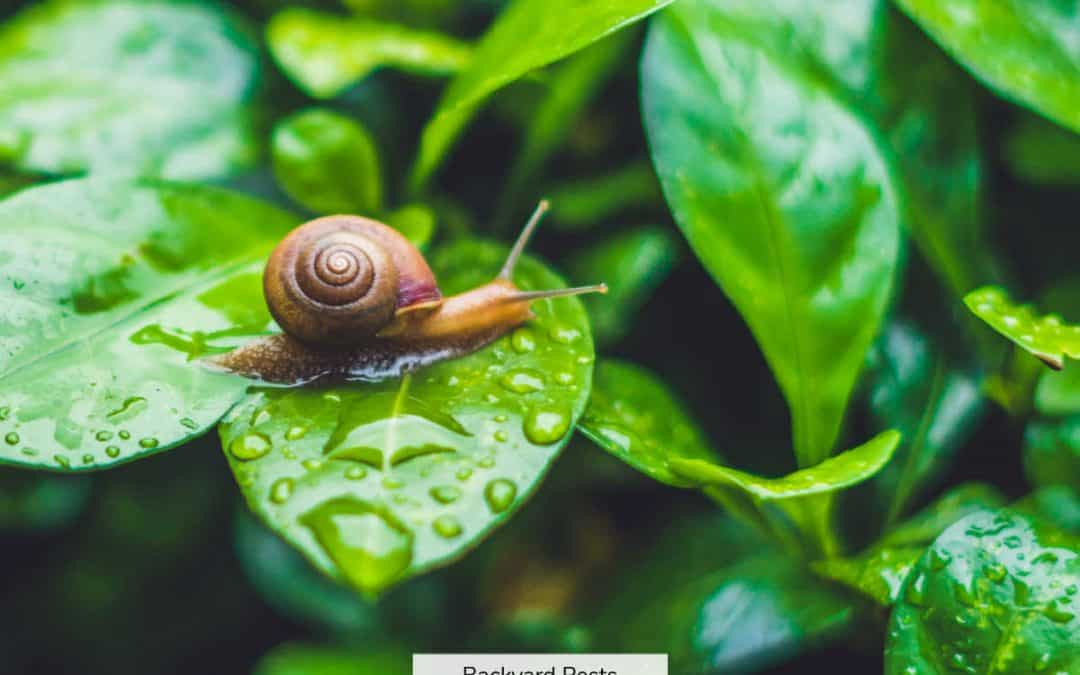 9 Reasons Why Snails Come Out When It Rains