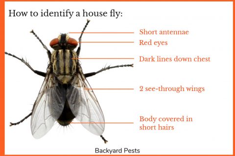 House Flies: Identify Them | Find Them | Get Rid Of Them - Backyard Pests
