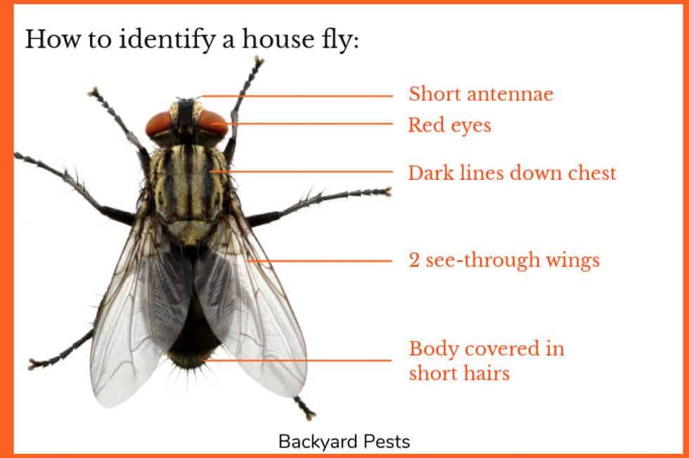 House Flies Identify Them Find Them Get Rid Of Them Backyard Pests