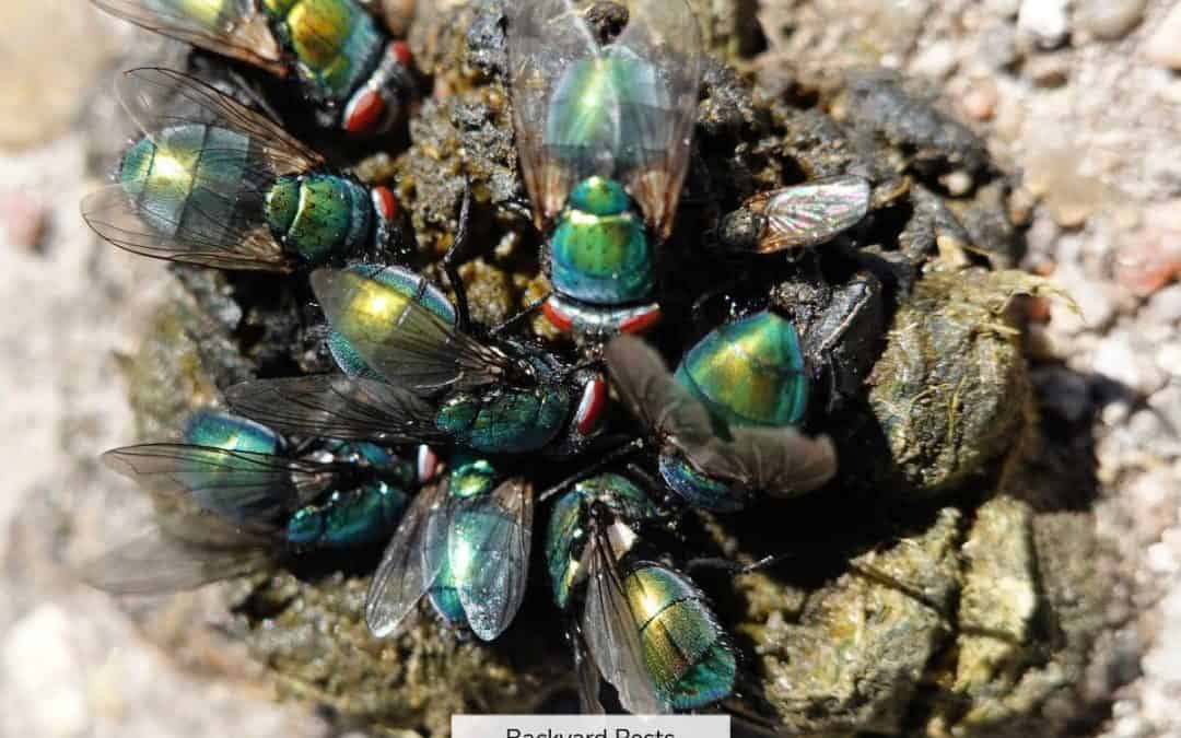 Blow Flies: Identify Them | Find Them | Get Rid Of Them
