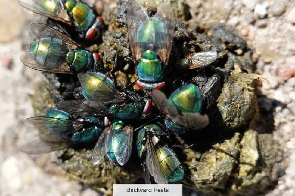 Blow Flies Identify Them Find Them Get Rid Of Them Backyard Pests