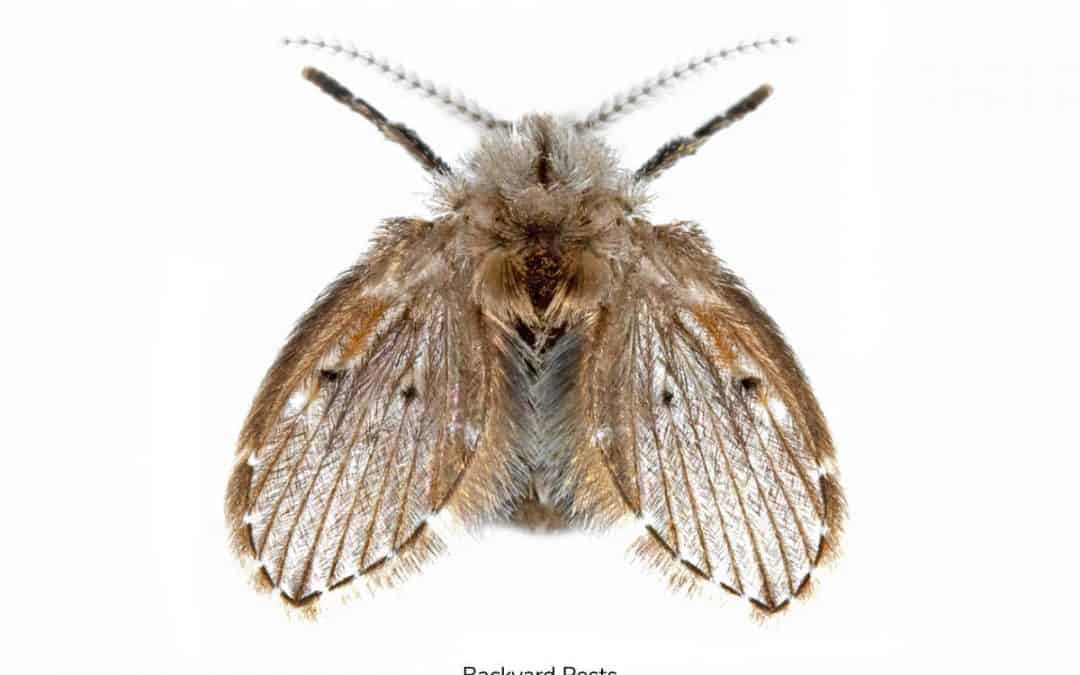 Drain Flies: Identify Them | Find Them | Get Rid Of Them