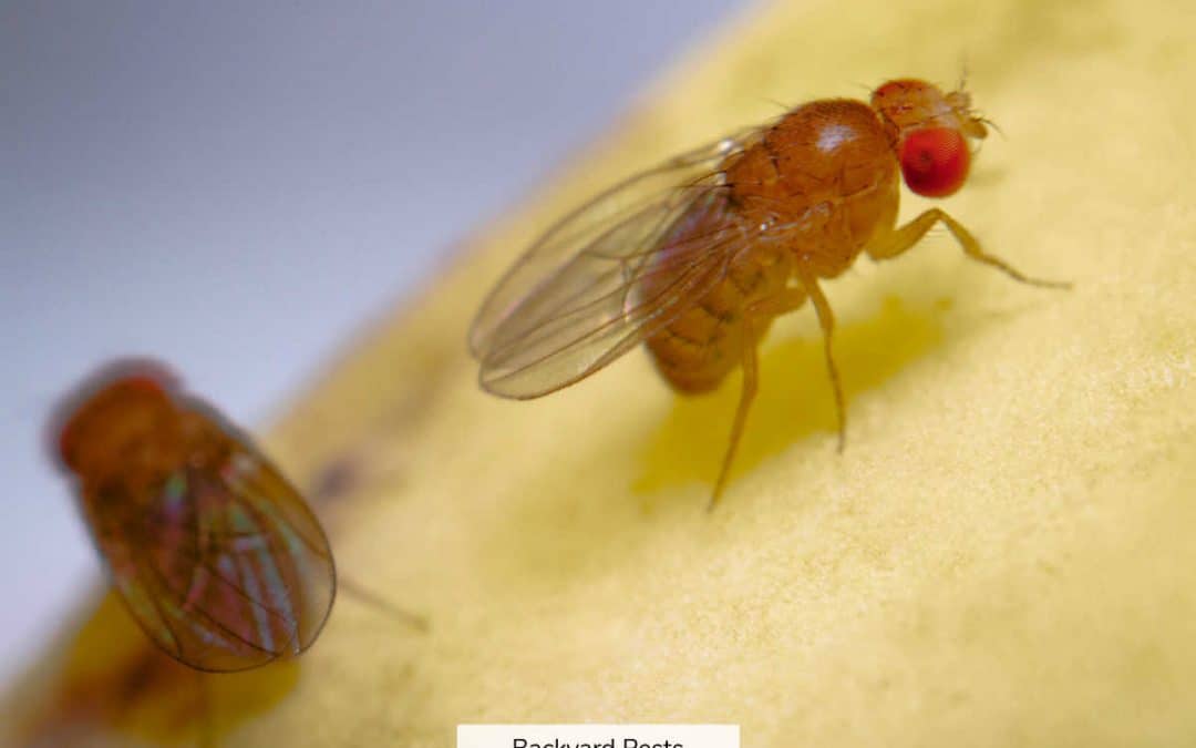 Fruit Flies: Identify Them | Find Them | Get Rid Of Them