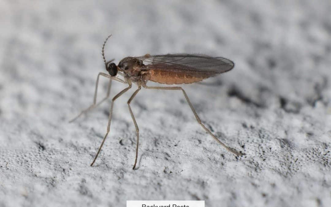 Fungus Gnats: Identify Them | Find Them | Get Rid Of Them
