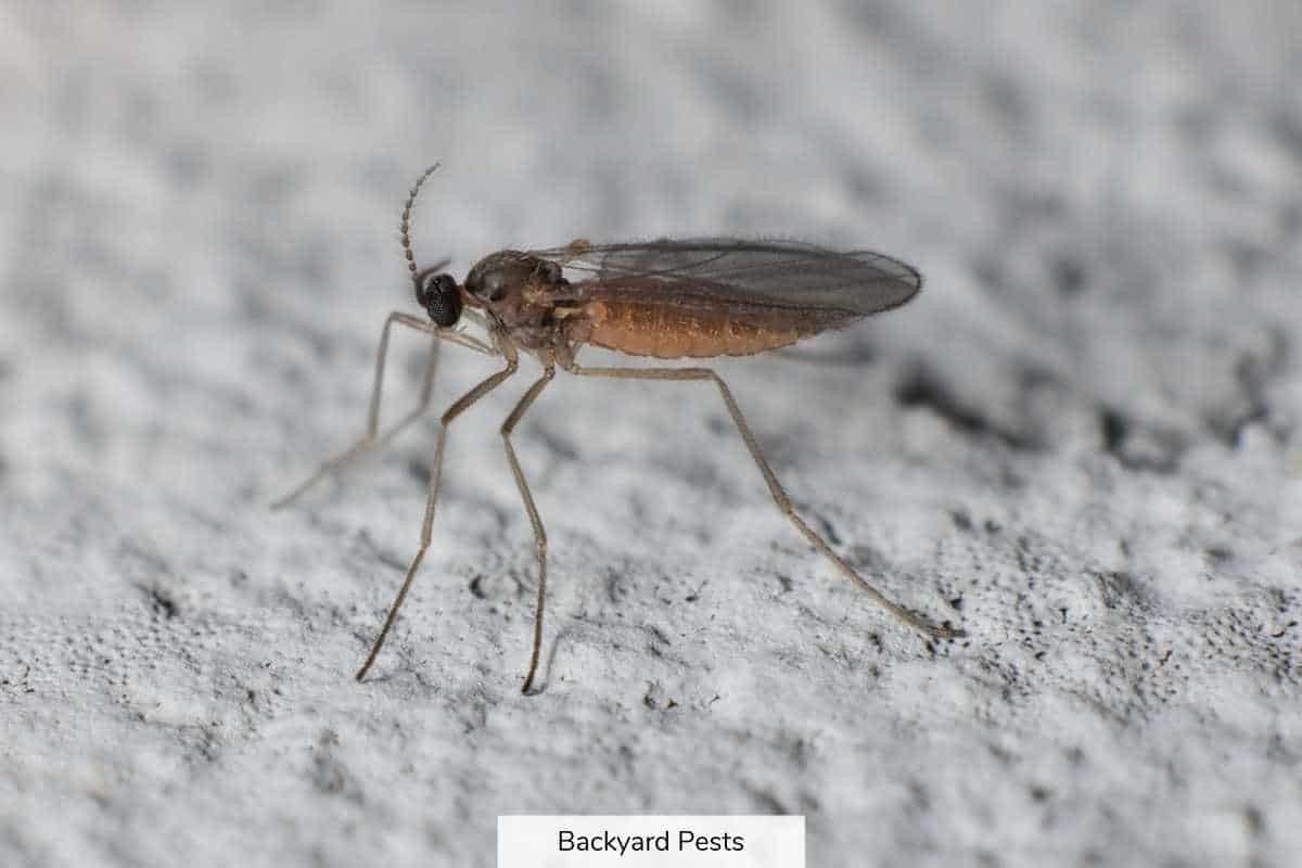 Fungus Gnats Identify Them Find Them Get Rid Of Them Backyard Pests