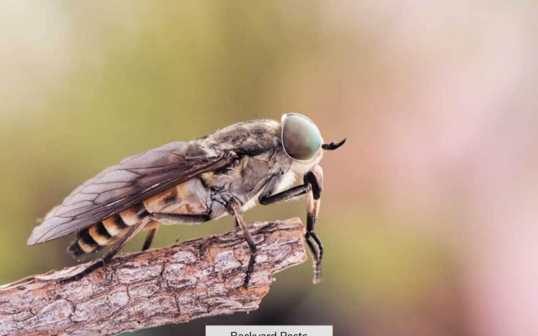 Horse Flies: Identify Them | Find Them | Get Rid Of Them