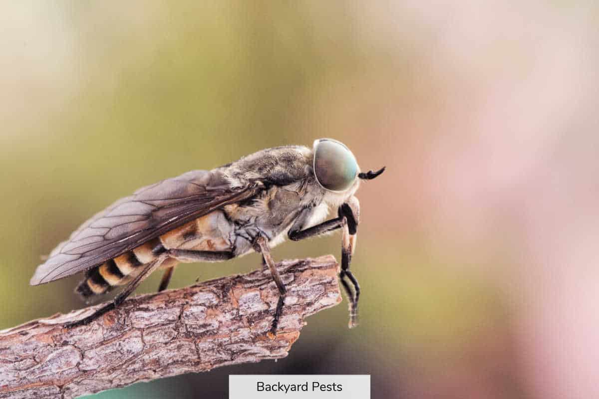 Horse Flies Identify Them Find Them Get Rid Of Them Backyard Pests