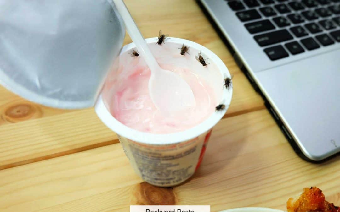 House Flies: Identify Them | Find Them | Get Rid Of Them