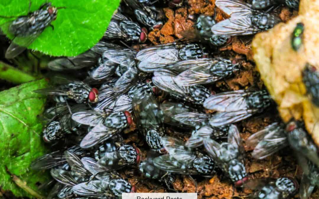 Why You Have So Many Flies (And What To Do About Them All)