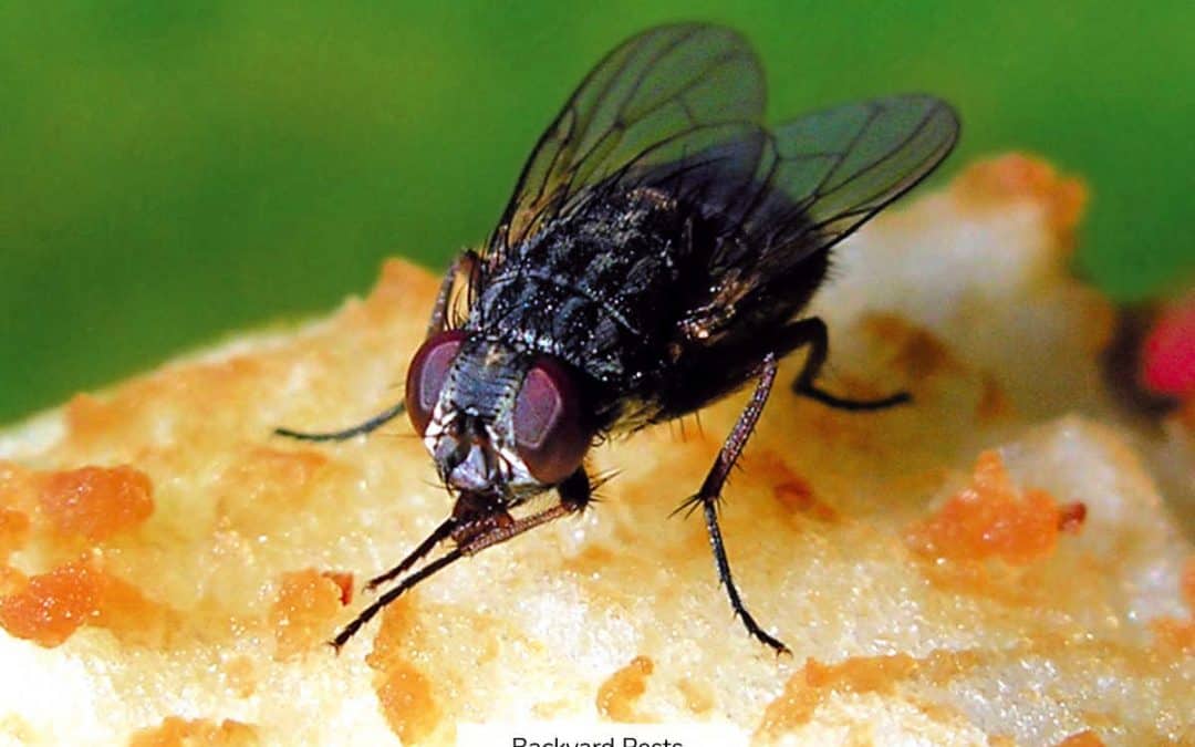 Why Flies Rub Their Hands And Legs Together