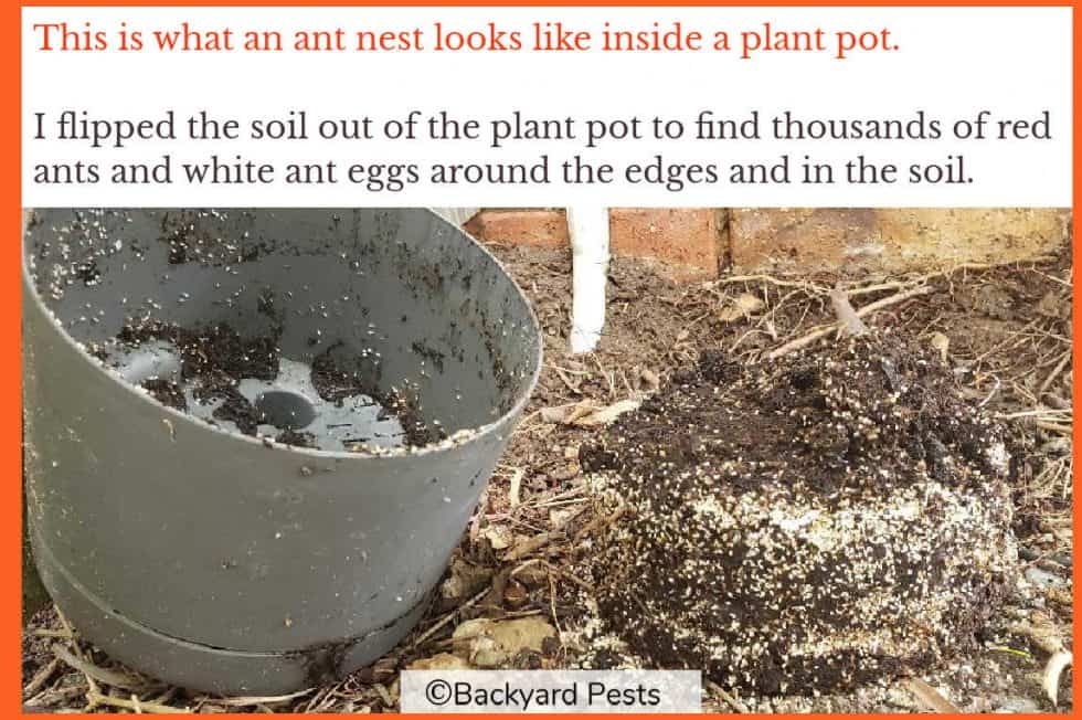 7 Ways To Stop Ants Nesting in Your Plant Pots And Why They Do It