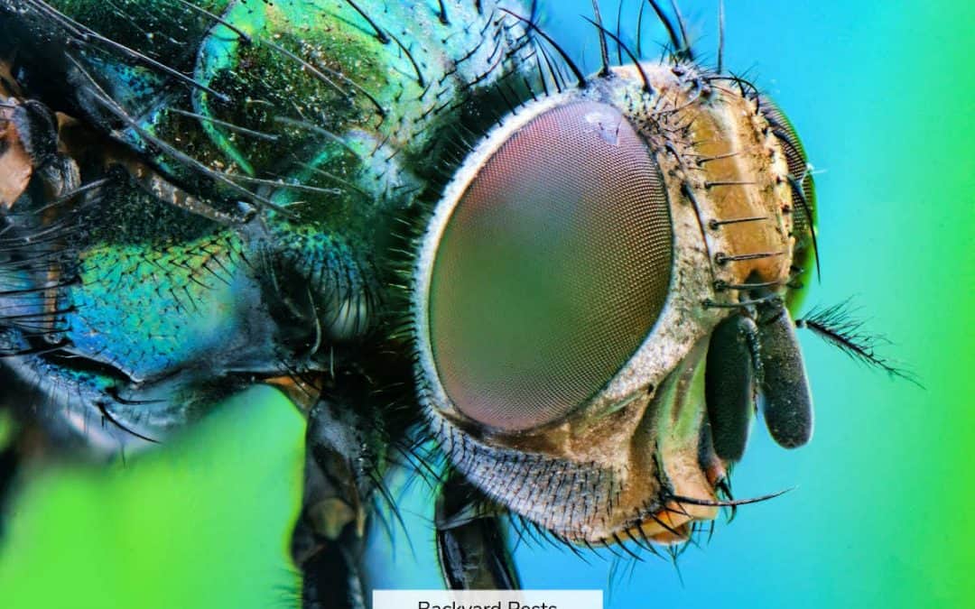 8 Smells Flies Hate And How To Keep Flies Away