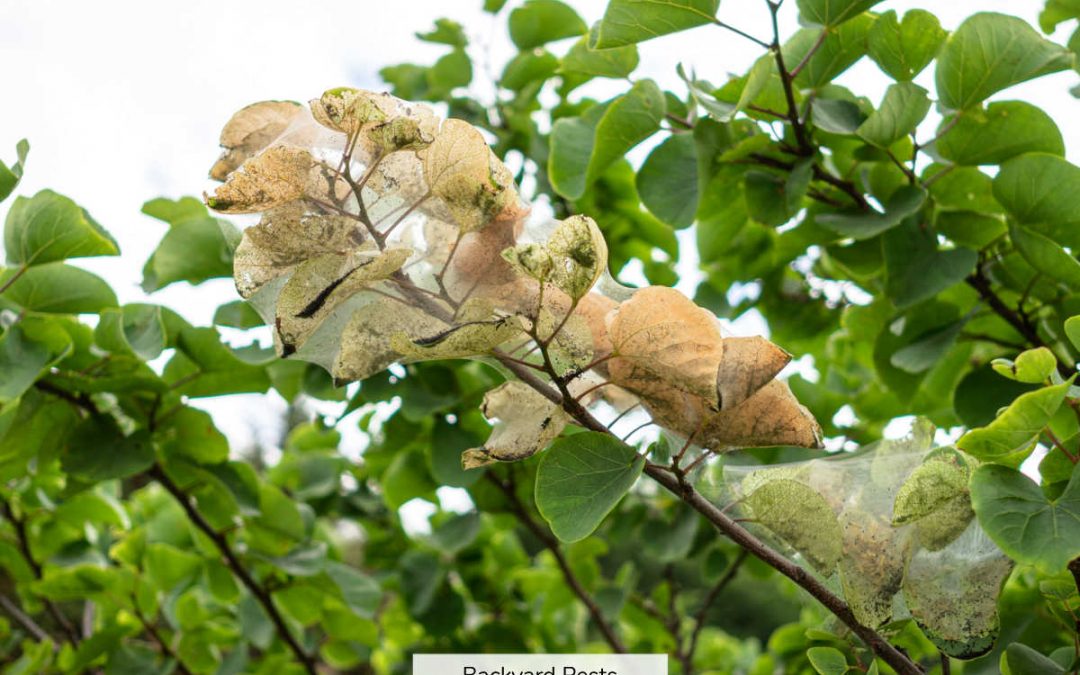 9 Signs A Plant Has Spider Mites – With Pictures