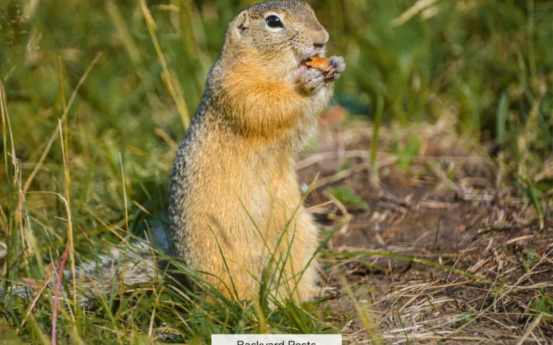 Gophers Vs Groundhogs: Are they The Same Or Not?