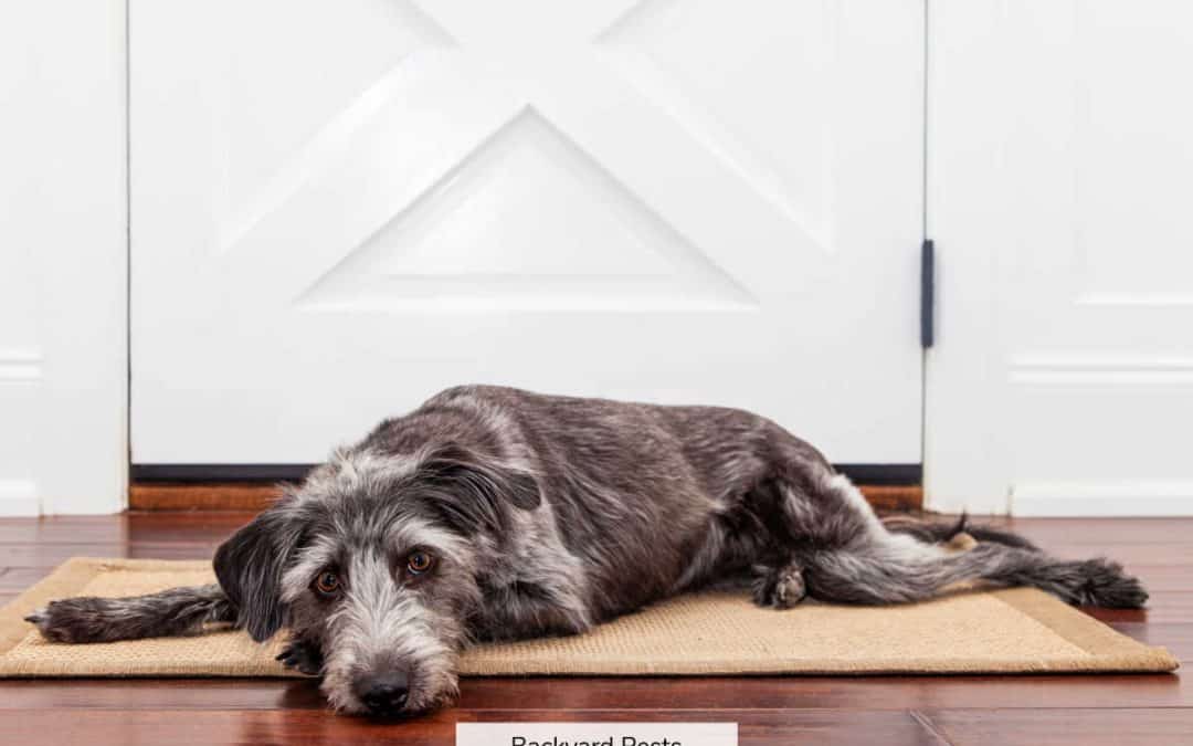 Can Fleas Live In Floorboards? How To Find And Kill Them