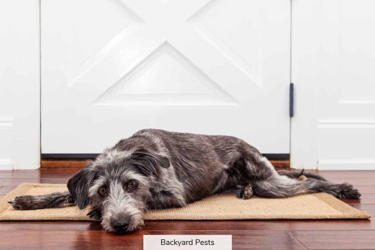 Can Fleas Live In Floorboards? How To Find And Kill Them Backyard Pests