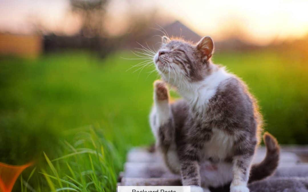 Do Fleas Live In Yards? What Attracts Fleas, And How To Find And Kill Them