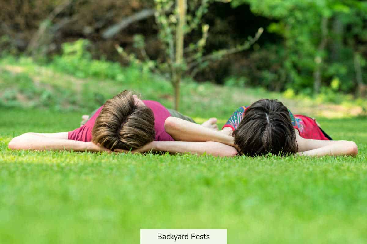 Can Fleas Live In Human Hair? What Fleas Can And Can't Do Backyard Pests