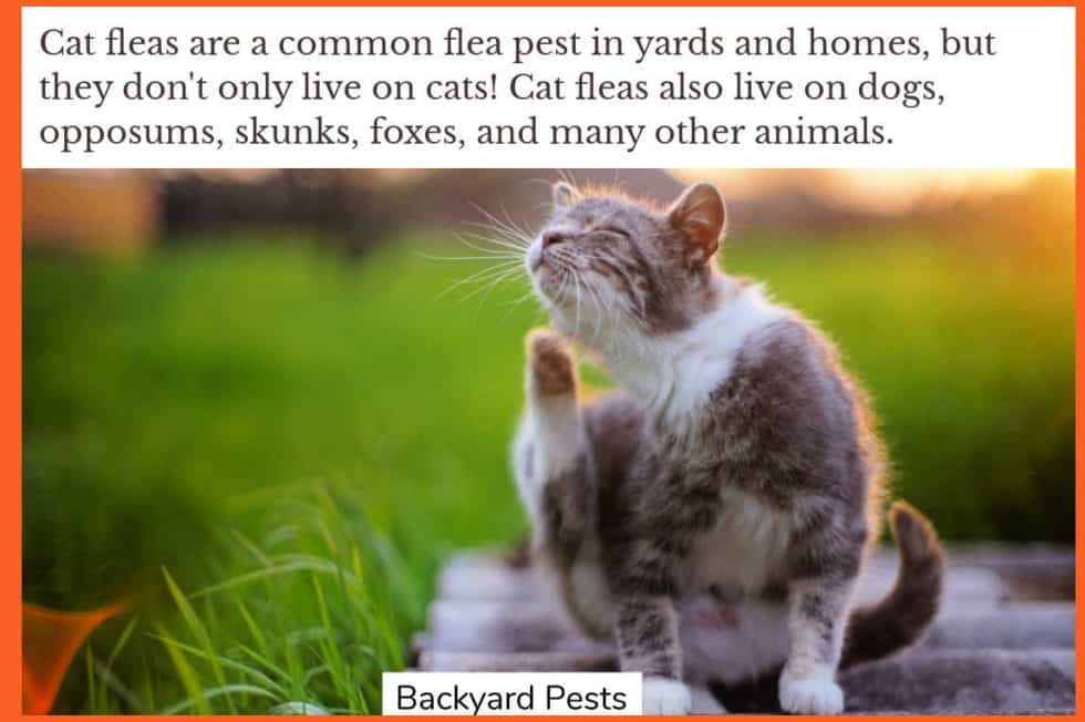 Do Fleas Live In Yards? What Attracts Fleas, And How To Find And Kill