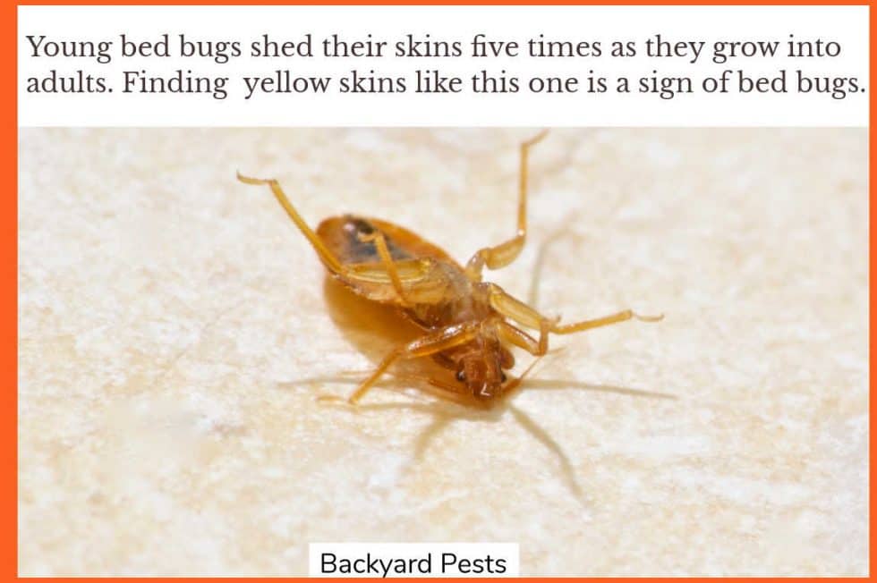 7 Signs Of Bed Bugs With Pictures And Video Backyard Pests