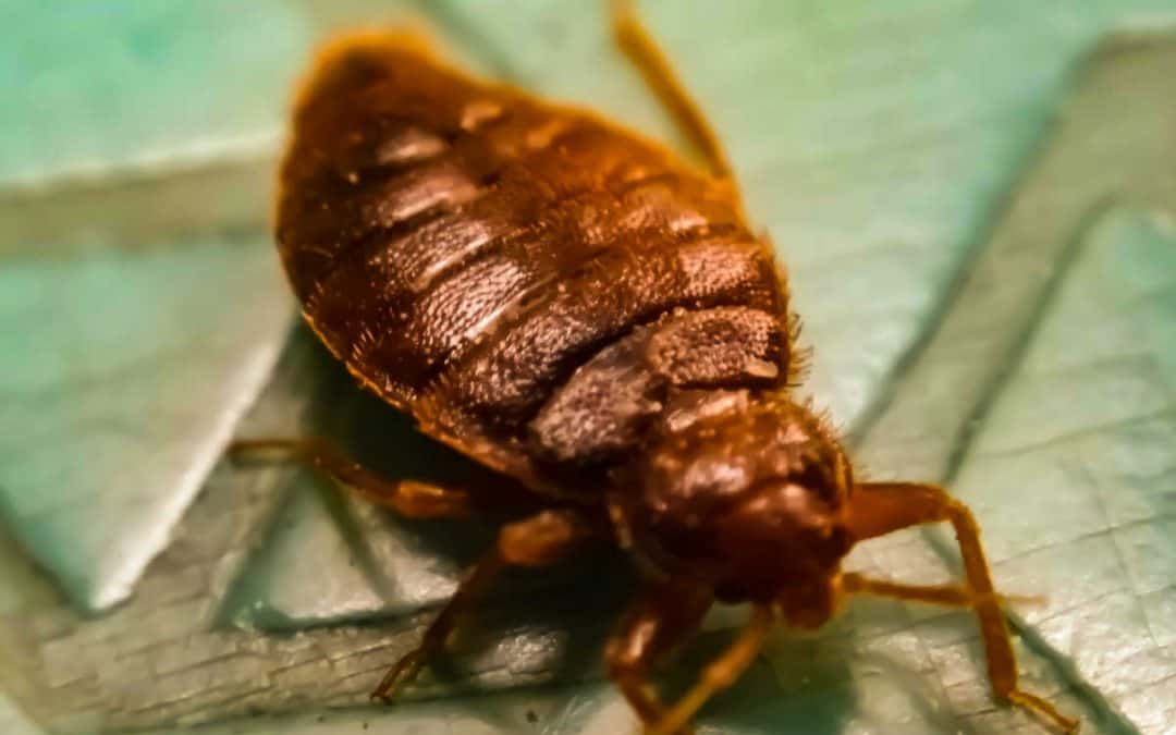 7 Signs Of Bed Bugs – With Pictures And Video