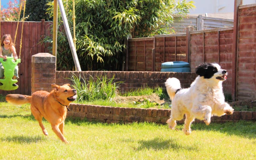 9 Pet-Friendly Ways To Get Rid Of Fleas In Your Yard