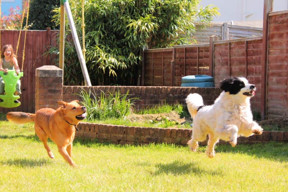 9 PetFriendly Ways To Get Rid Of Fleas In Your Yard Backyard Pests