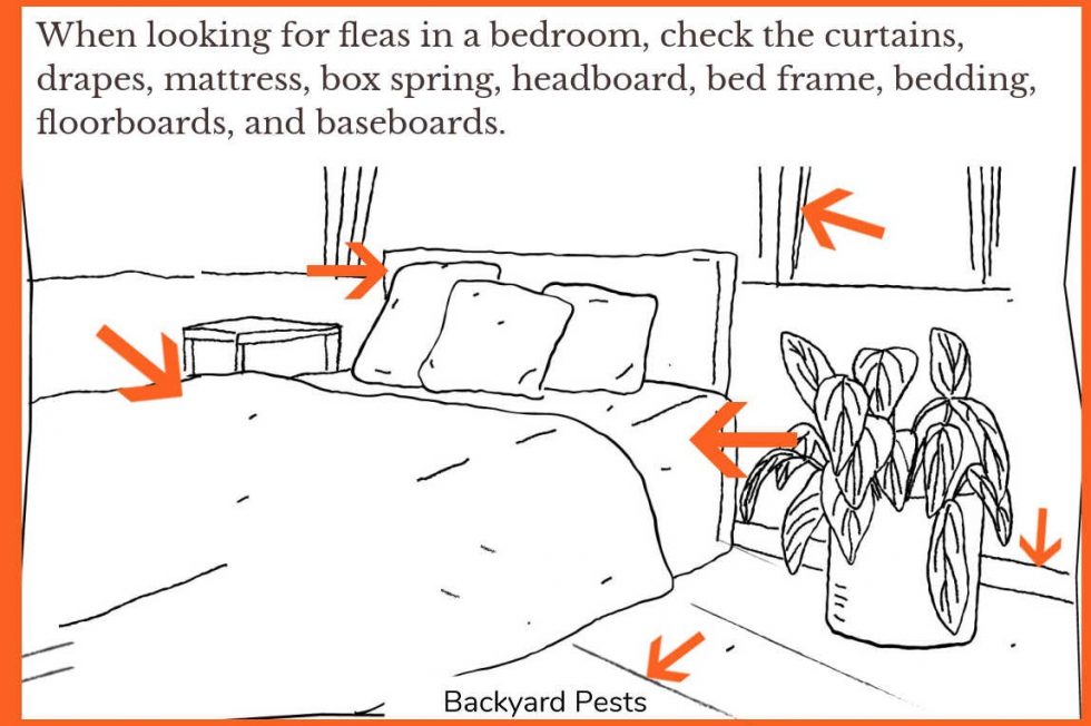 7 Places To Look For Fleas In Your House (And How To Find Fleas Hiding