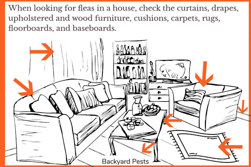 7 Places To Look For Fleas In Your House (And How To Find Fleas Hiding