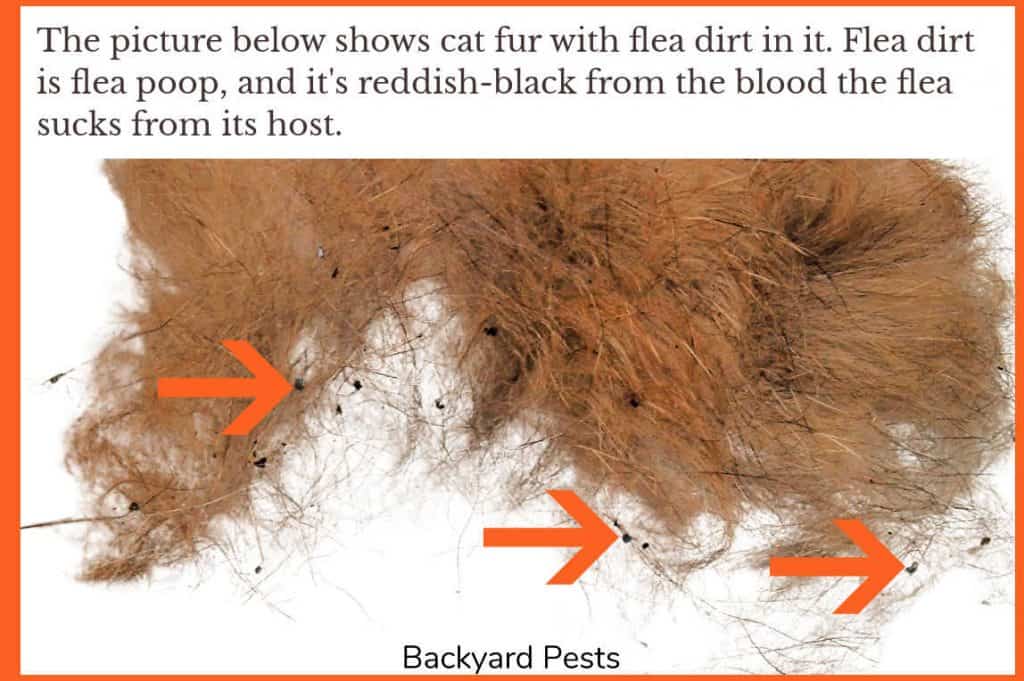 Photo of a cat's fur with flea dirt in it