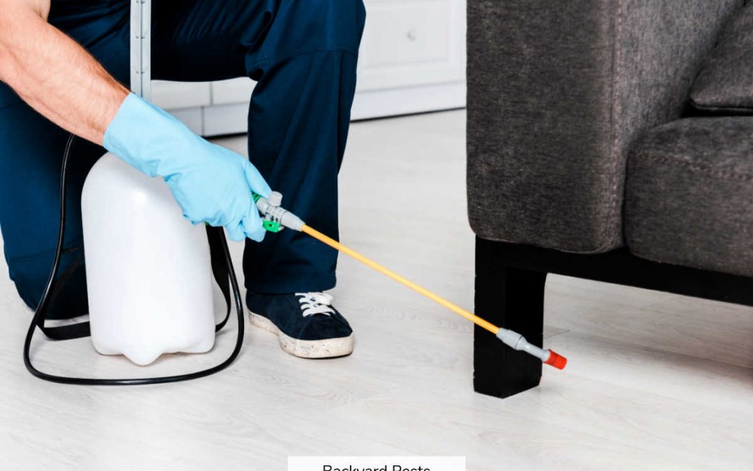 7 Places To Look For Fleas In Your House (And How To Find Fleas Hiding There)