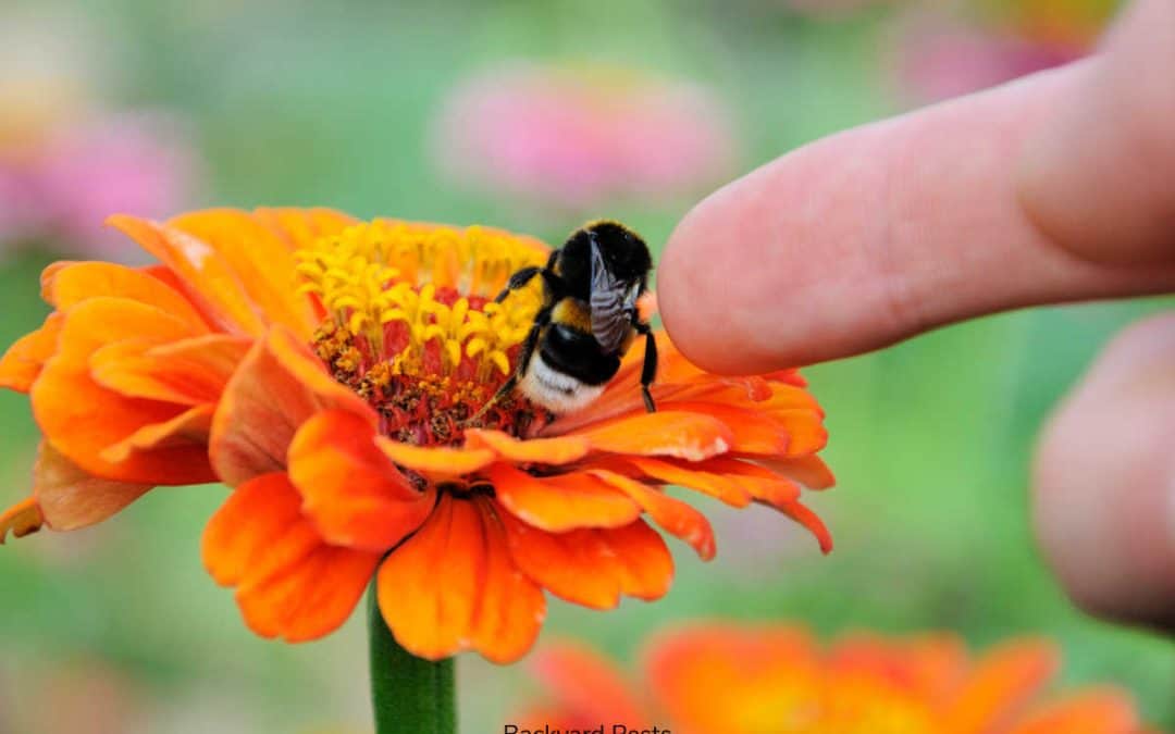 Are Ground Bees Aggressive? 9 Things You Need to Know