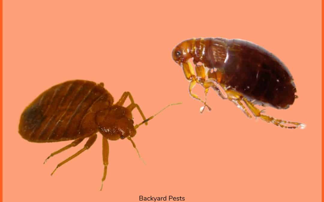 9 Ways To Tell Bed Bugs From Fleas (With Pictures)