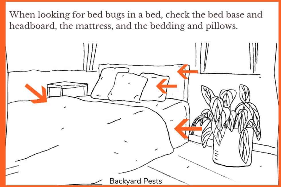 Where To Sleep If You Have Bed Bugs And What They'll Do To You (The