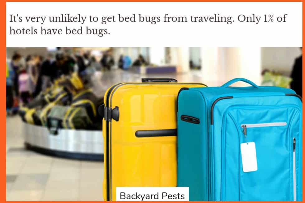 How You Get Bed Bugs & How To Avoid Them Backyard Pests