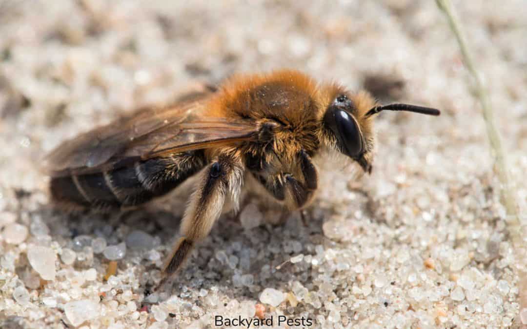 Ground Bees: What They Are And What They Look Like (With Pictures)