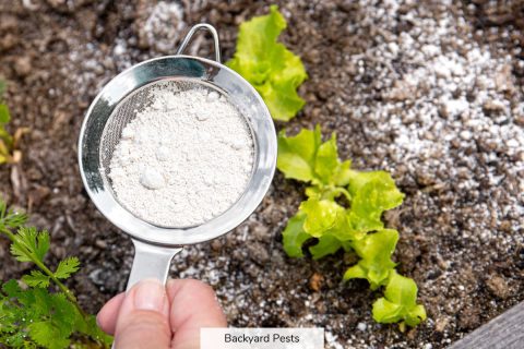 47 Bugs Diatomaceous Earth Kills (Complete List) - Backyard Pests