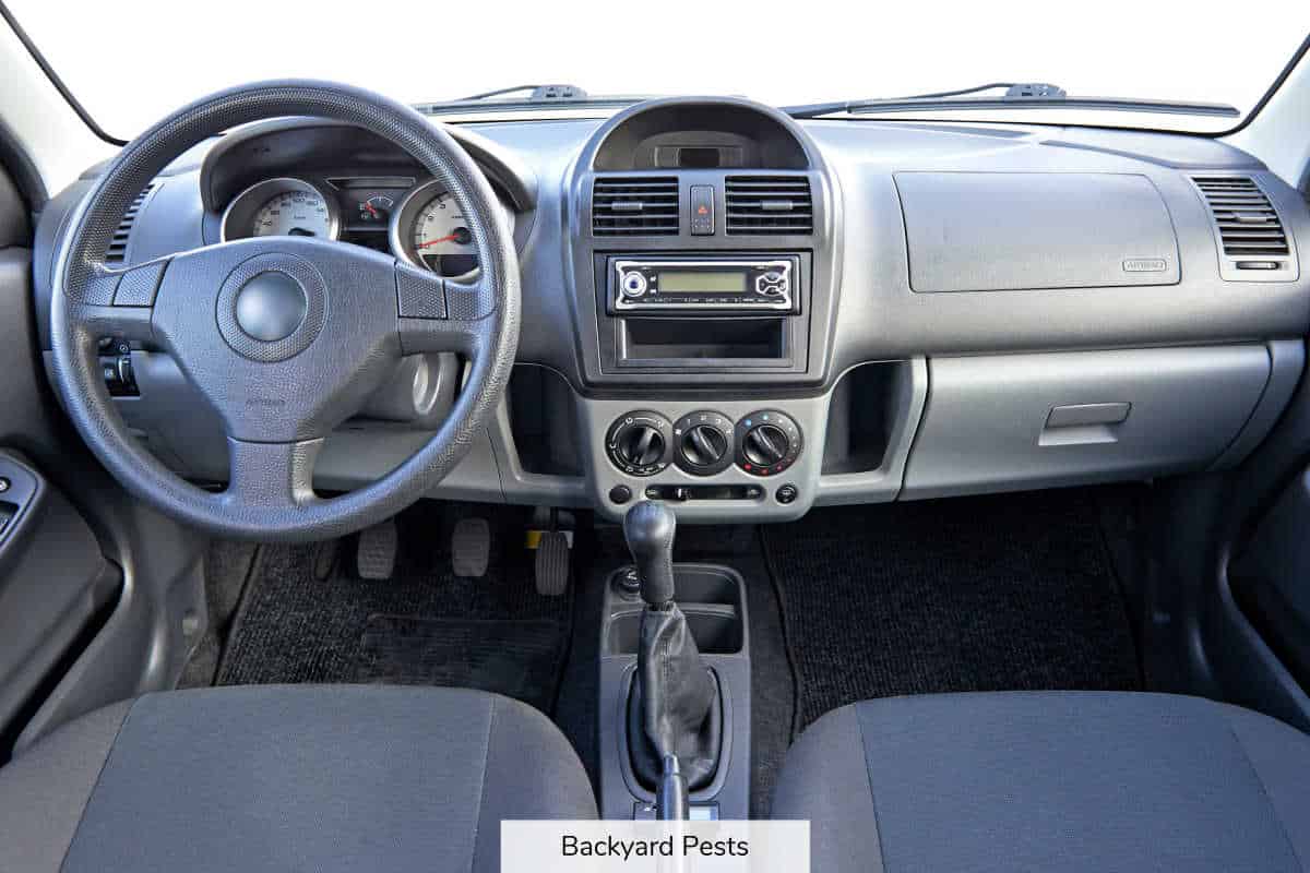 Bed Bugs Can Survive In A Car With These 3 Things Backyard Pests