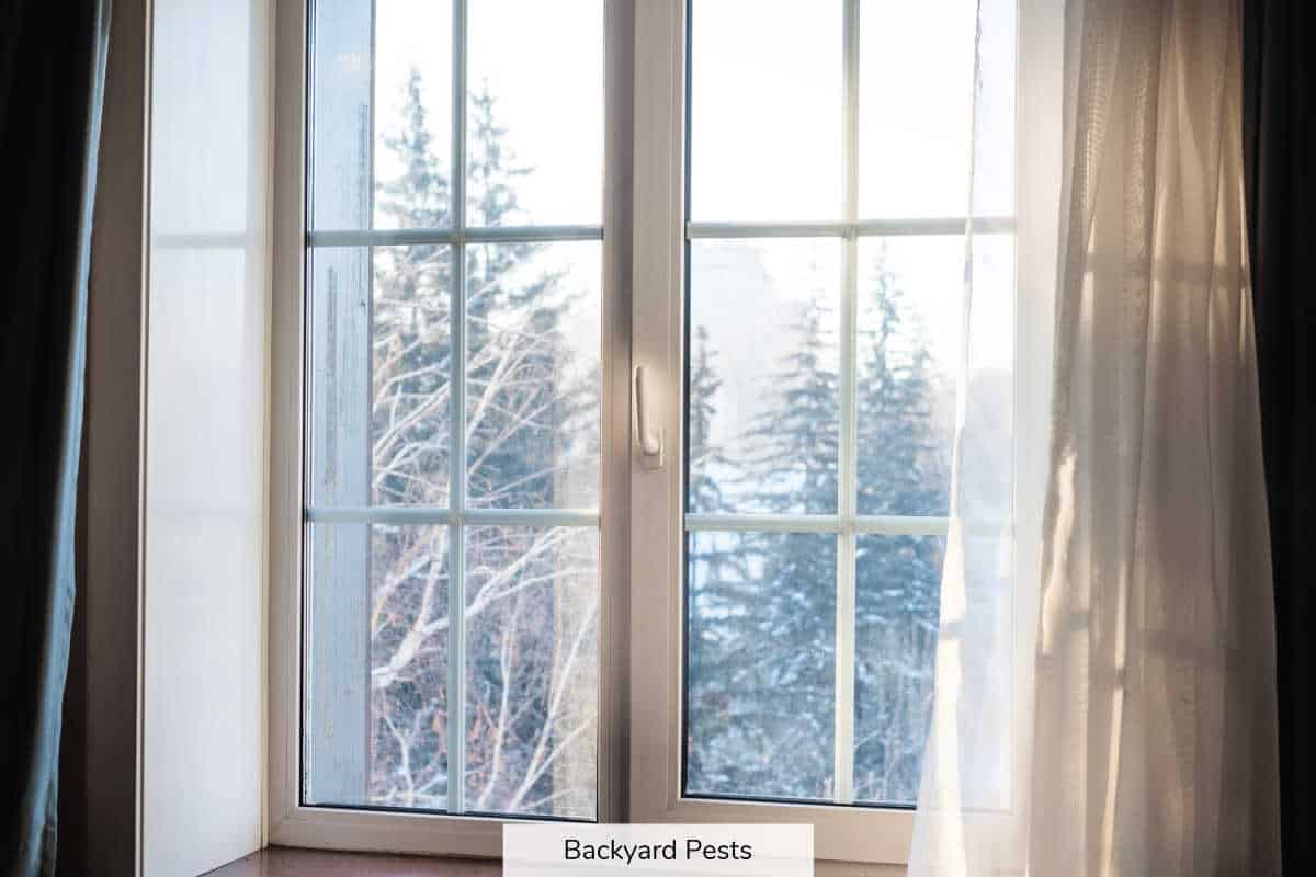 Where Bed Bugs Go In Winter All You Need To Know Backyard Pests