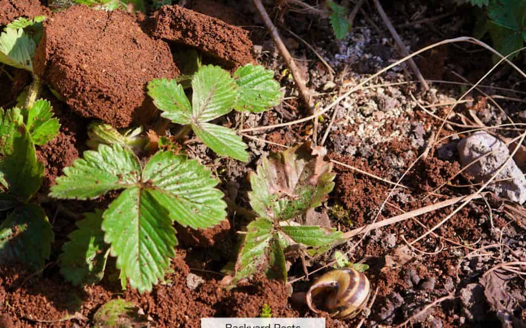 Coffee Grounds Deter These 14 Pests (And 1 Pest They Attract)