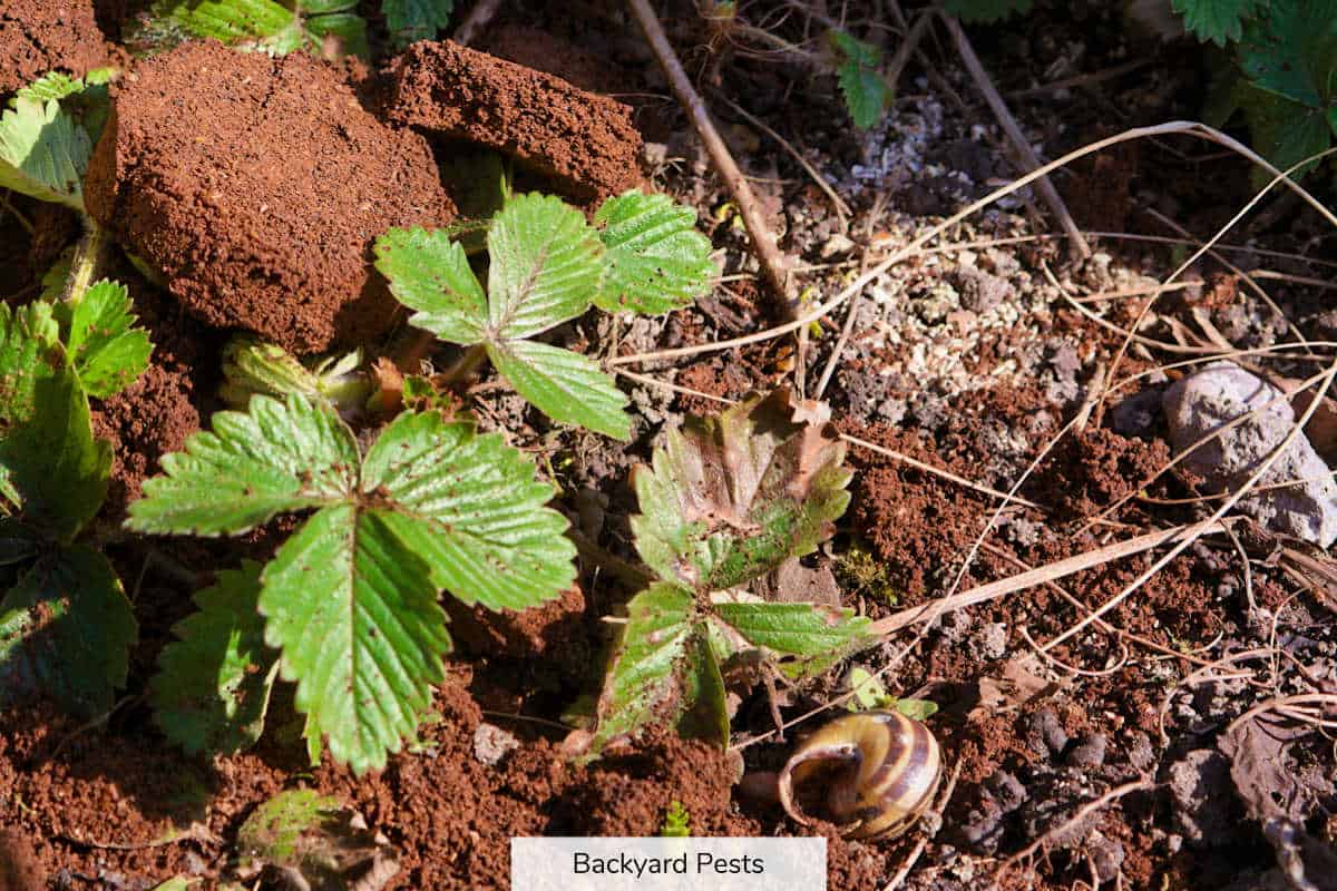 Coffee Grounds Deter These 14 Pests (And 1 Pest They Attract