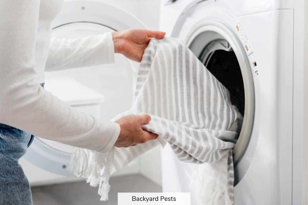 9 Ways To Kill Bed Bugs Fast Backyard Pests