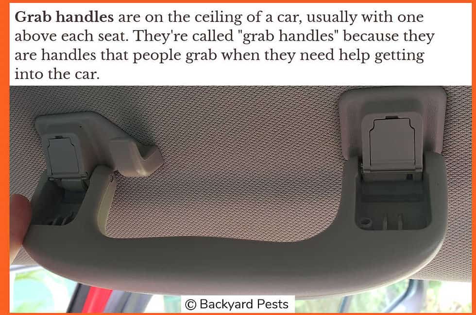 10 Places Bed Bugs Hide In Cars How To Find Them (With Pictures