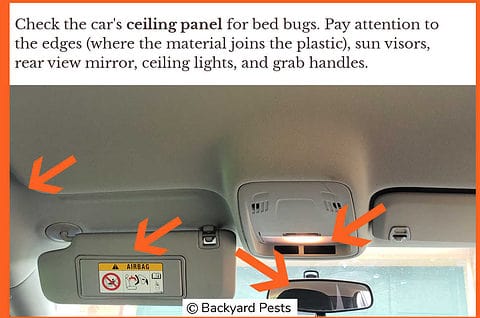 View of 10 Places Bed Bugs Hide In Cars: How To Find Them (With Pictures ...