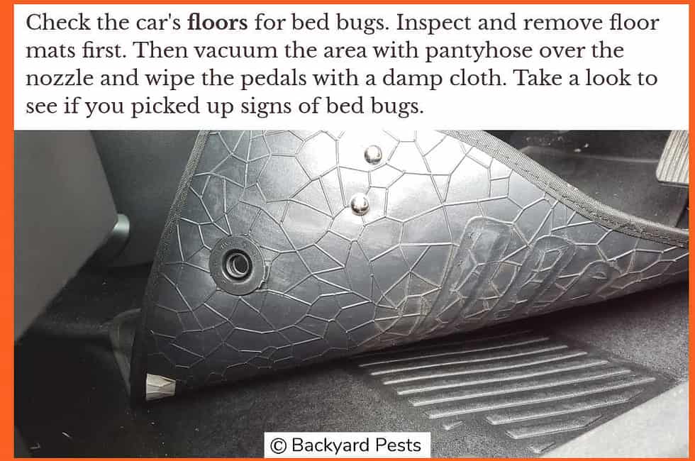 10 Places Bed Bugs Hide In Cars How To Find Them (With Pictures