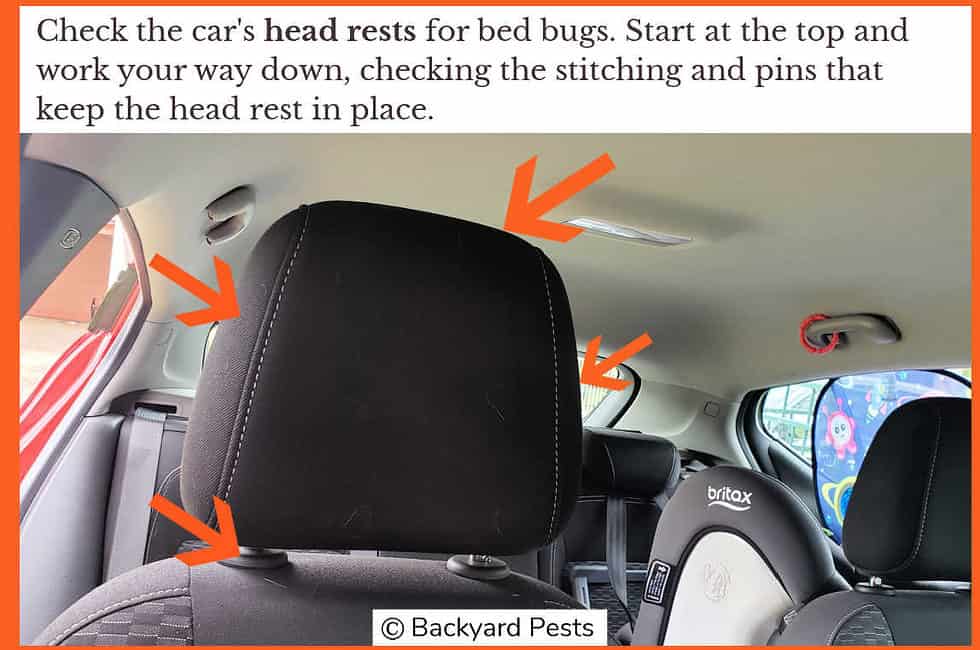 10 Places Bed Bugs Hide In Cars How To Find Them (With Pictures