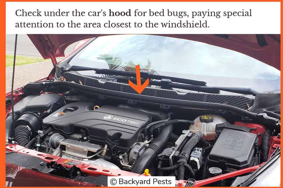 10 Places Bed Bugs Hide In Cars How To Find Them (With Pictures