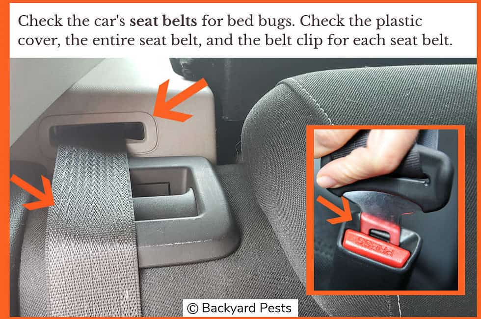 10 Places Bed Bugs Hide In Cars How To Find Them (With Pictures