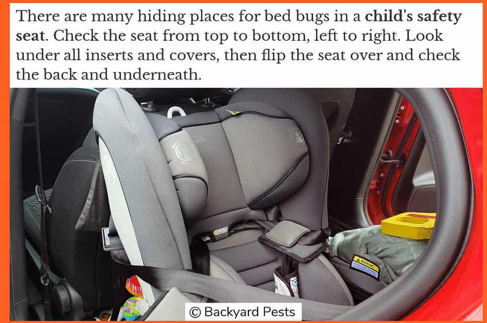 10 Places Bed Bugs Hide In Cars How To Find Them (With Pictures